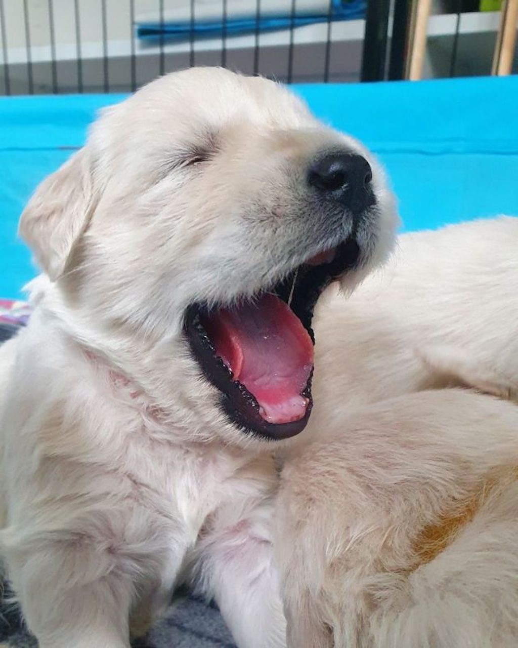 Golden retriever - szczeniaki, hodowla