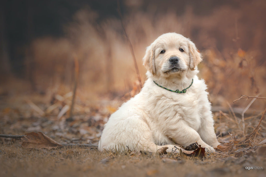 Golden retriever - szczeniak