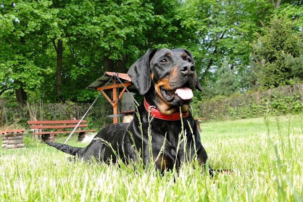 Gończy polski - charakter