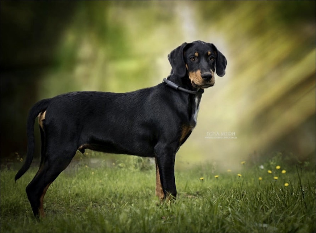 Gończy węgierski - choroby