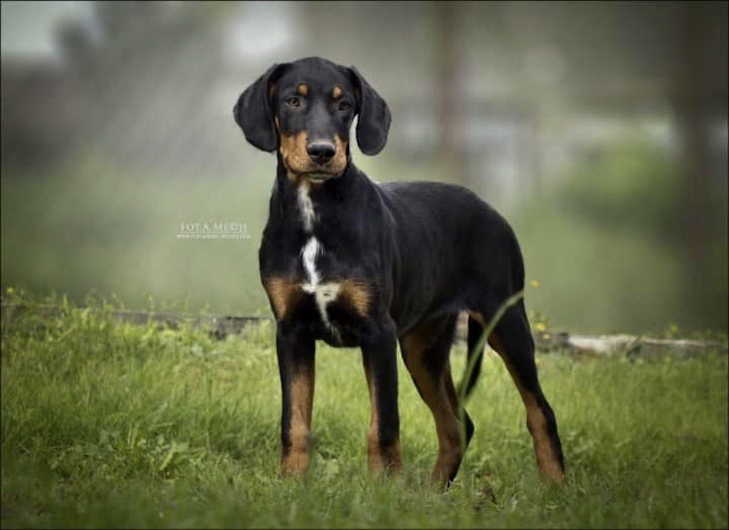 Gończy węgierski - pielęgnacja