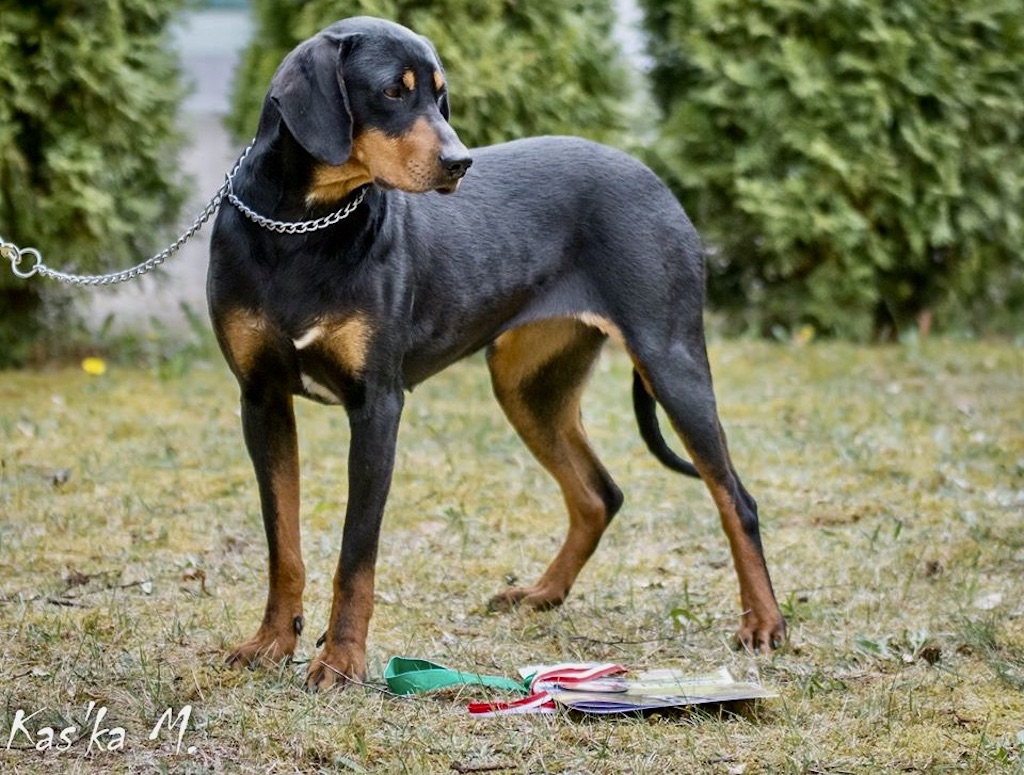 Gończy węgierski - umaszczenie