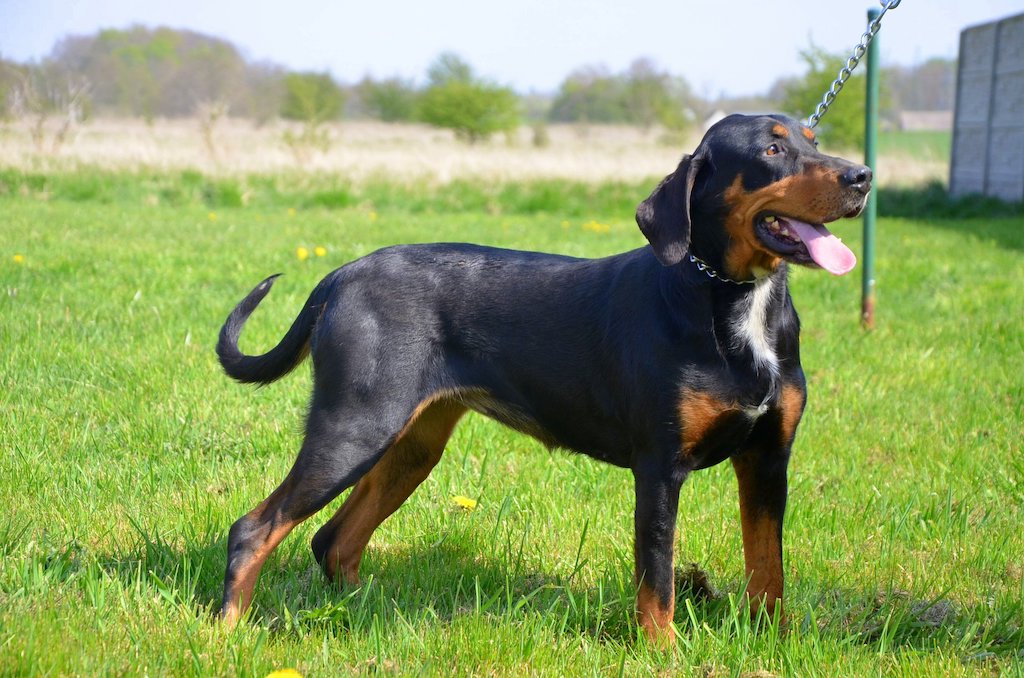 Gończy węgierski - żywienie