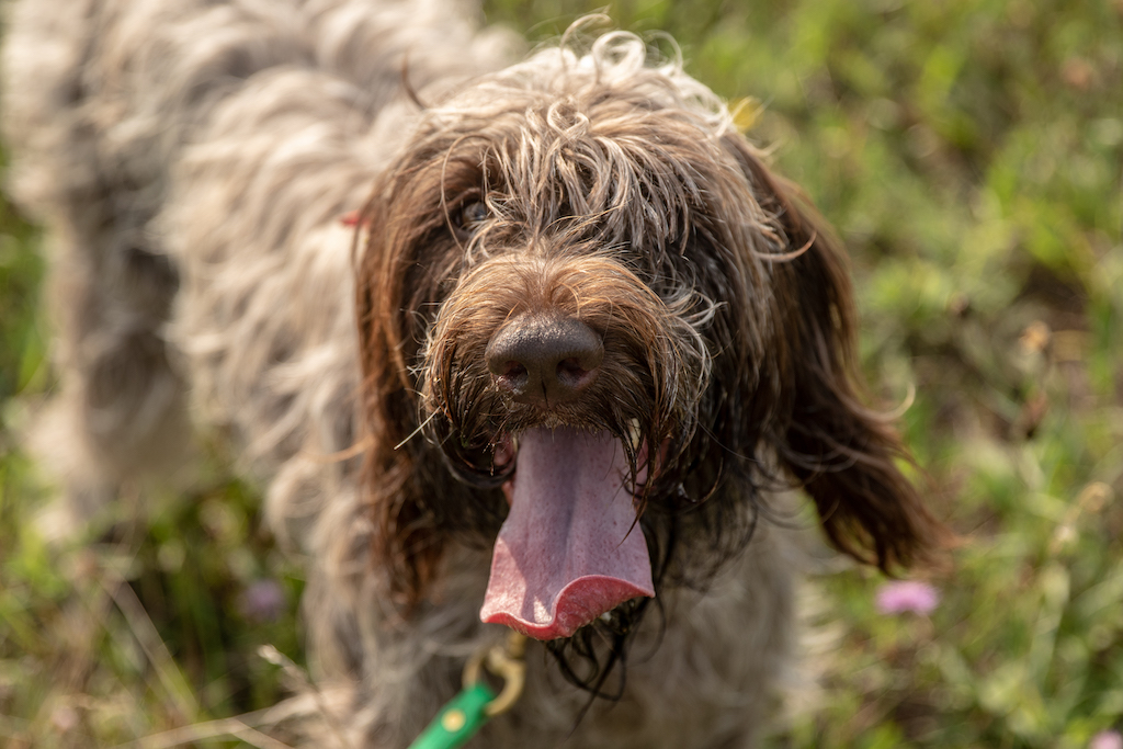 Gryfon Korthalsa - charakter