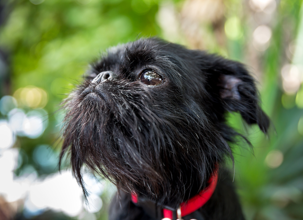 Gryfonik belgijski - charakter