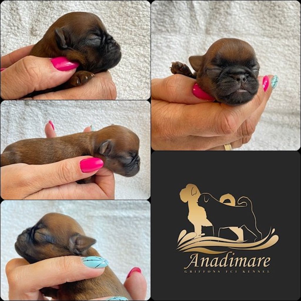 Gryfonik brukselski - szczeniaczki