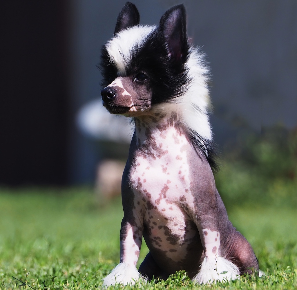 Grzywacz chiński - choroby