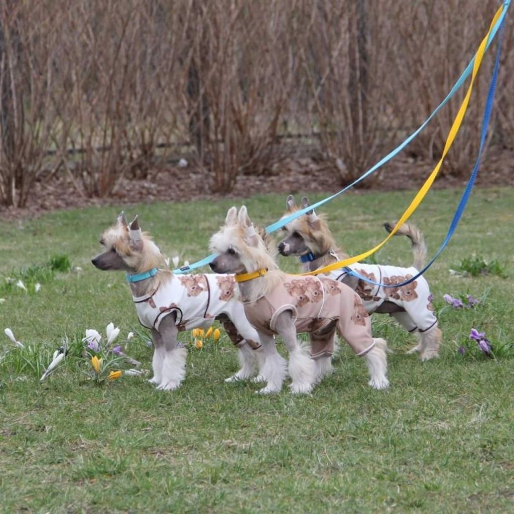 Grzywacz chiński - hodowla