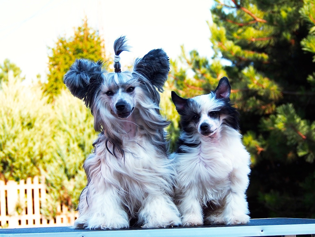 Grzywacz chiński - pielęgnacja