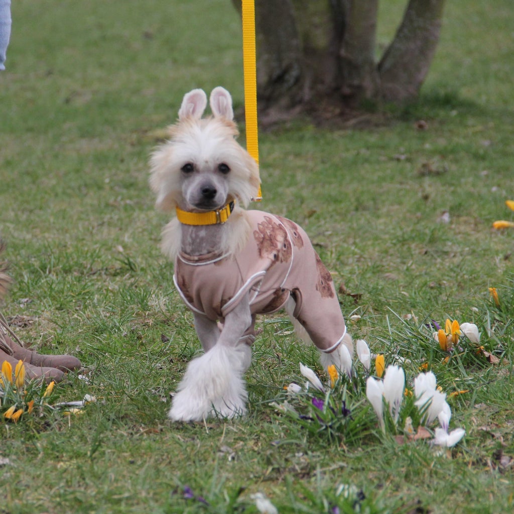 Grzywacz chiński - szczeniaki