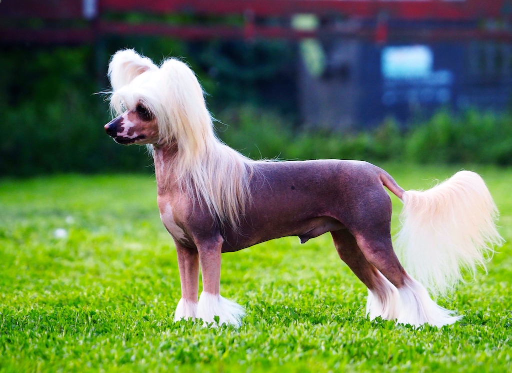 Grzywacz chiński - umaszczenie