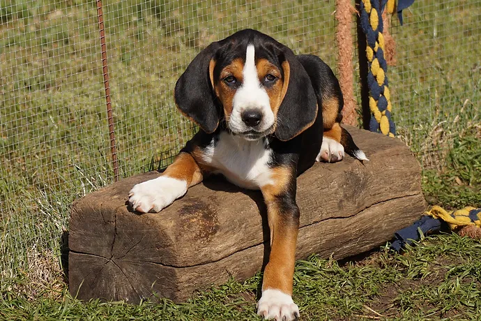 Gończy Hamiltona szczeniak