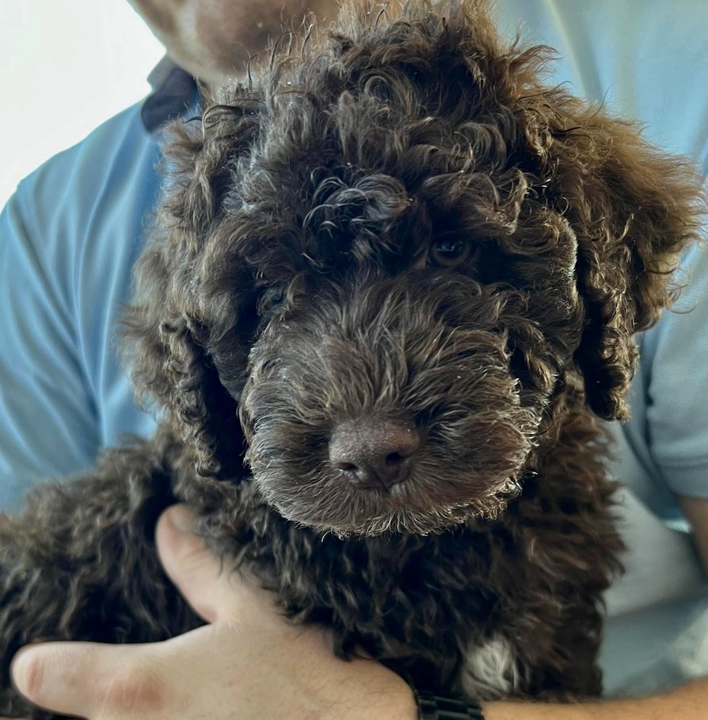 Hiszpański pies dowodny - hodowla