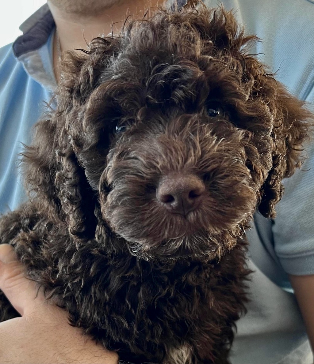 Hiszpański pies dowodny - szczeniaki