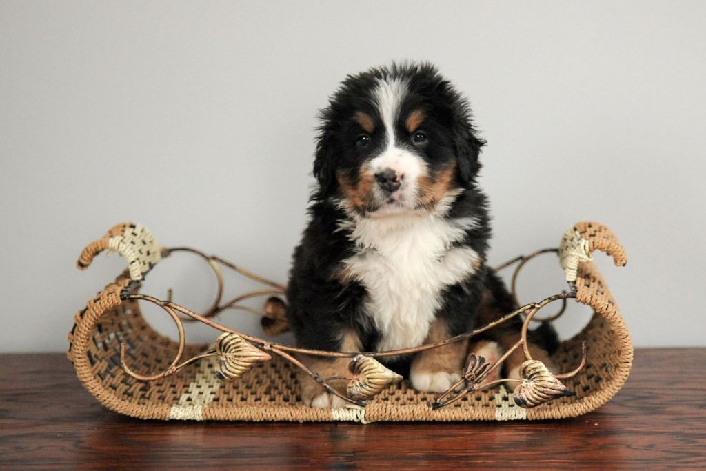 Hodowla - berneński pies pasterski 