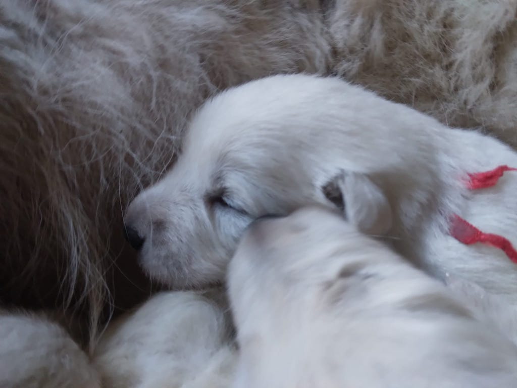 Hodowla - biały owczarka szwajcarski