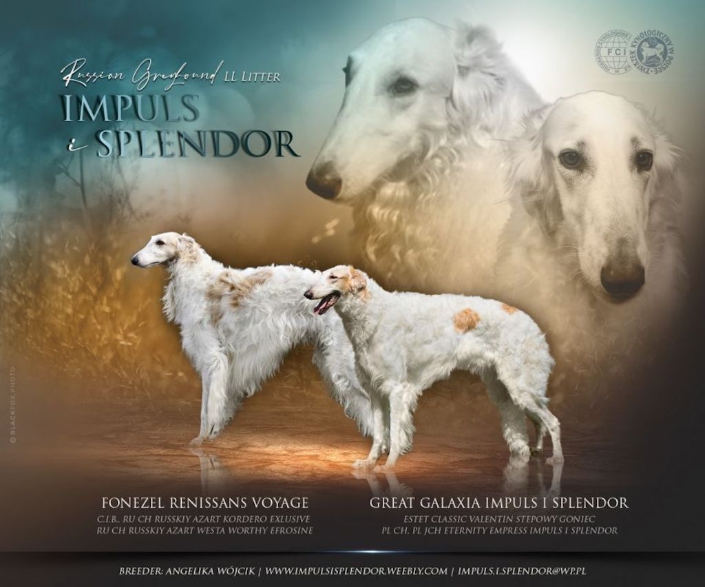 Hodowla - chart rosyjski borzoj