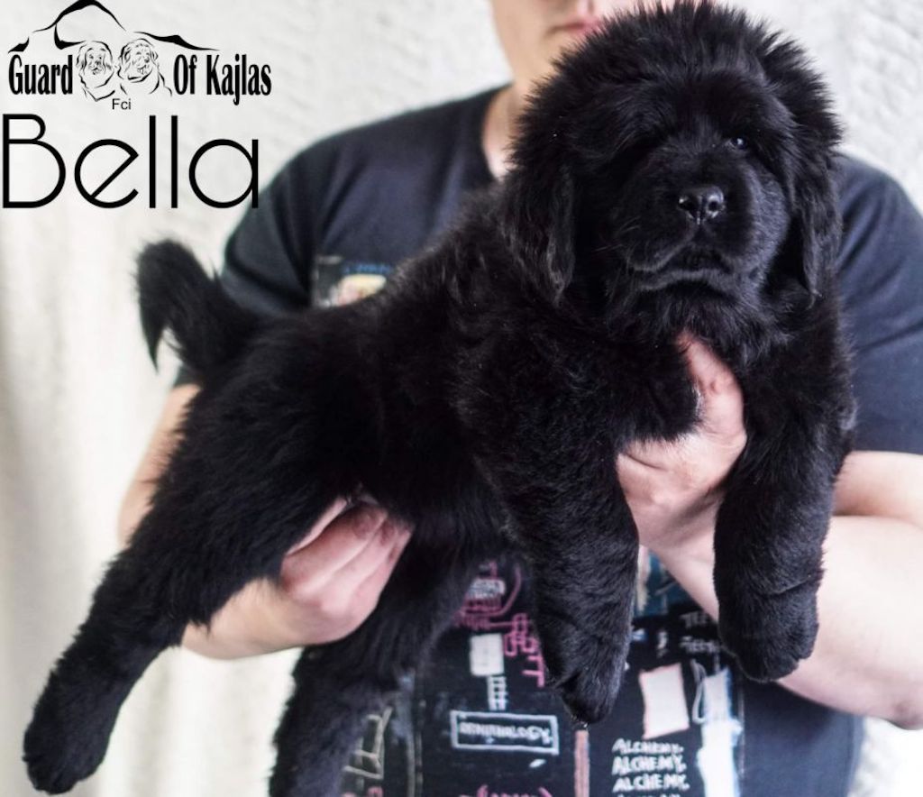 Hodowla - mastif tybetański