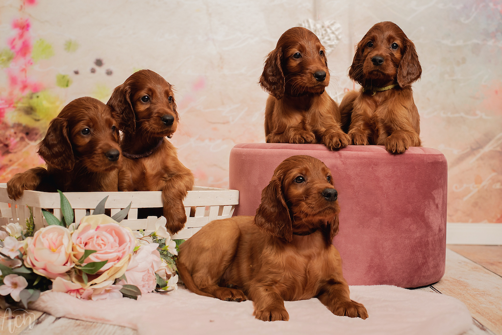 Hodowla seter irlandzki - szczeniaki