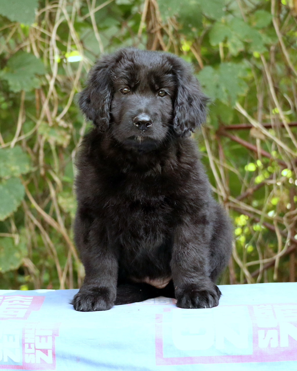 Hovawart - pies rasowy