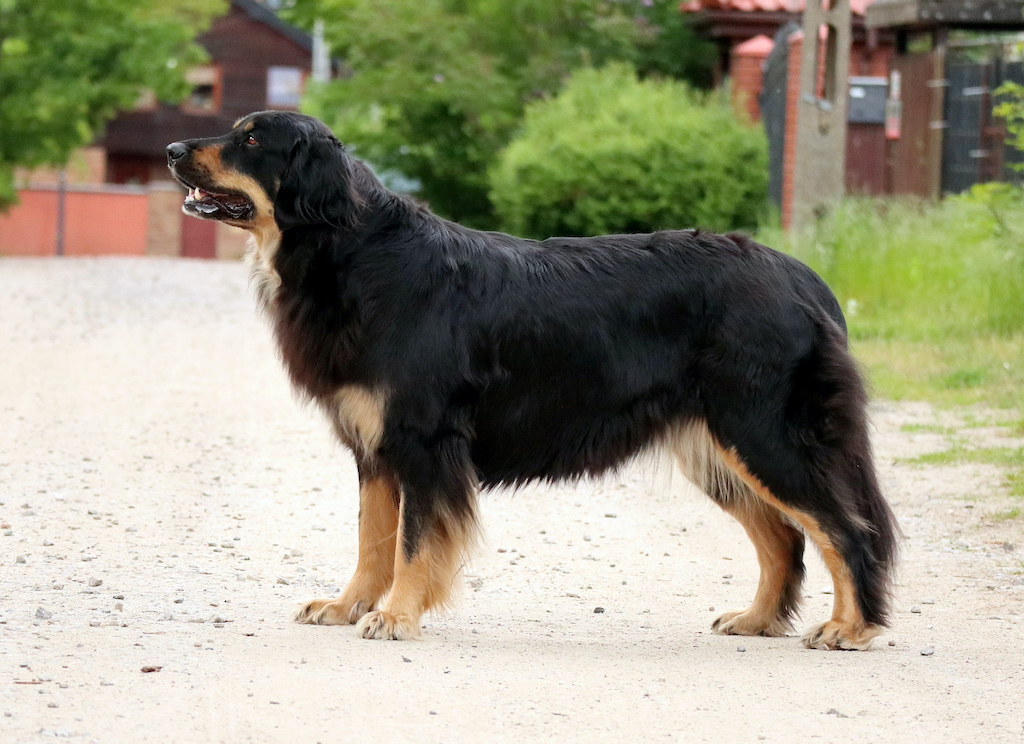 Hovawart - umaszczenie