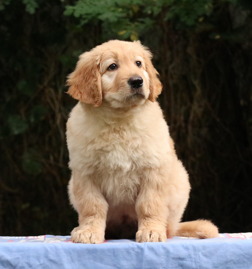 Hovawart - żywienie