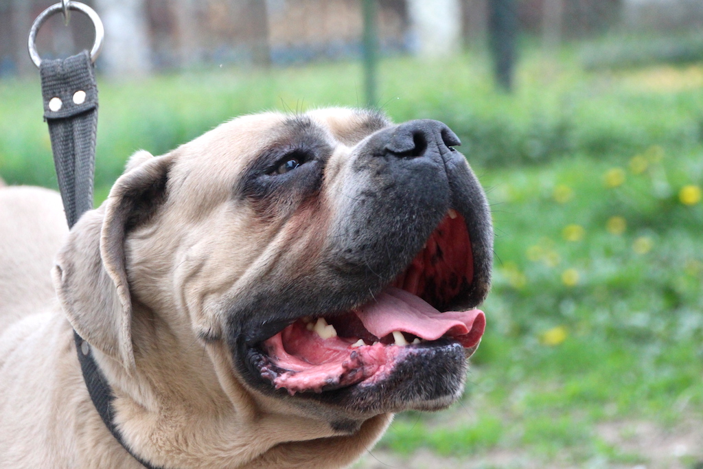 Cane corso pies porządkowy