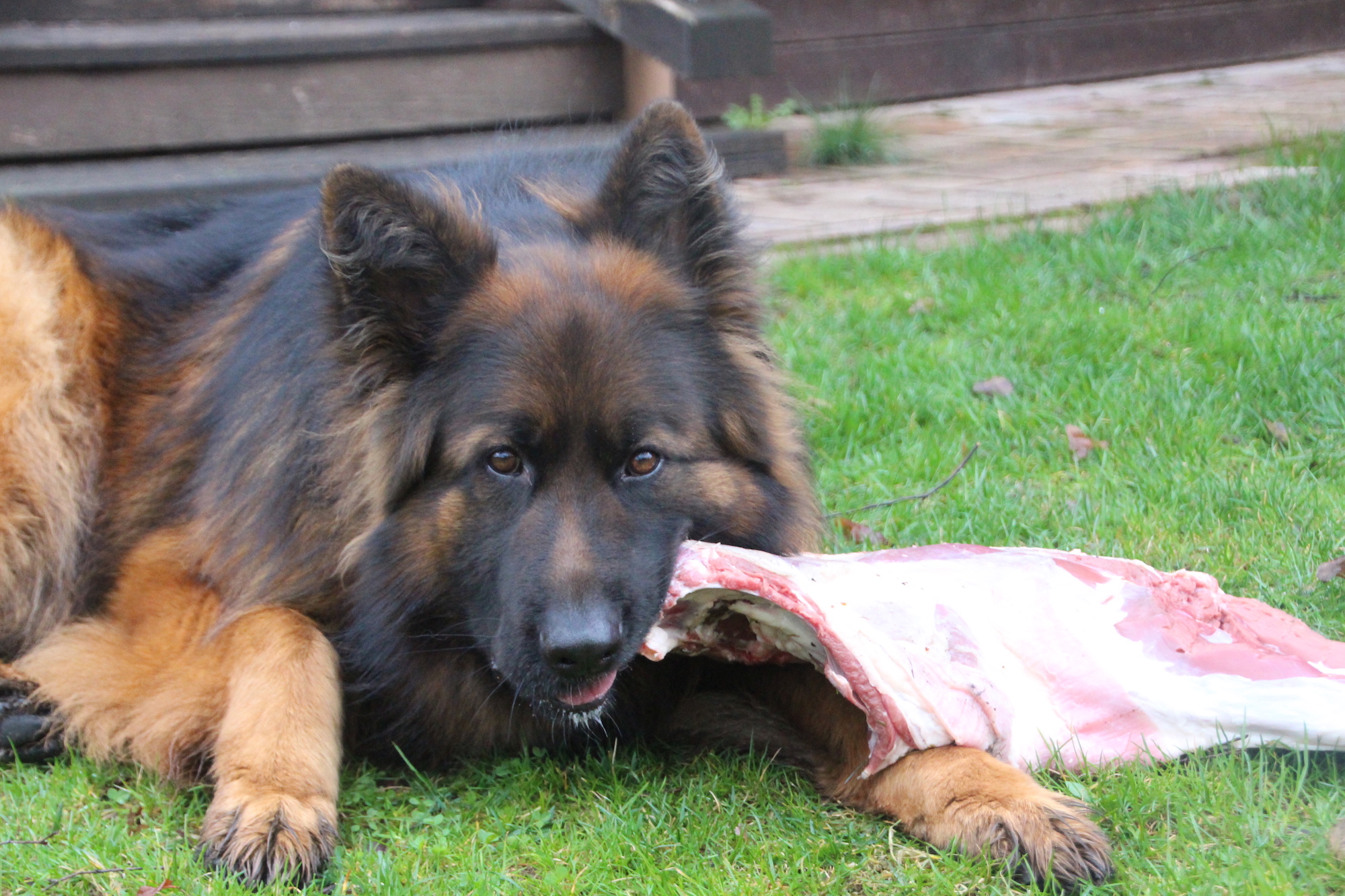 Barf owczarek niemiecki