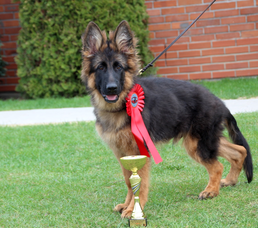 Pies z&nbsp;medalem na wystawie