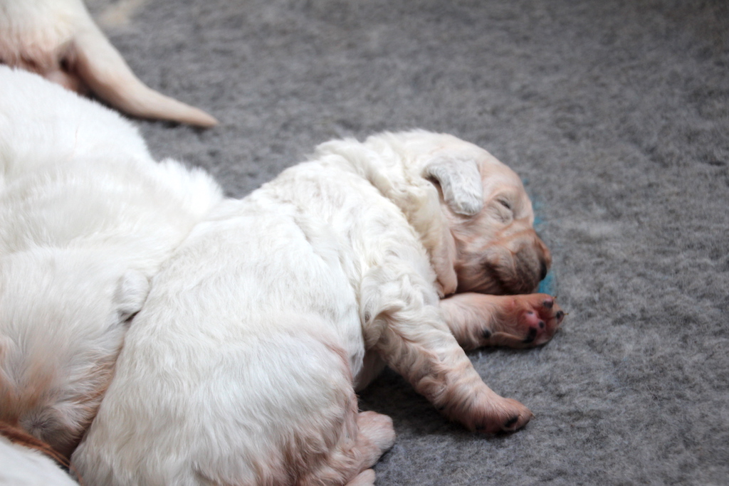 Szczeniaczek owczarka podhalańskiego zdjęcie