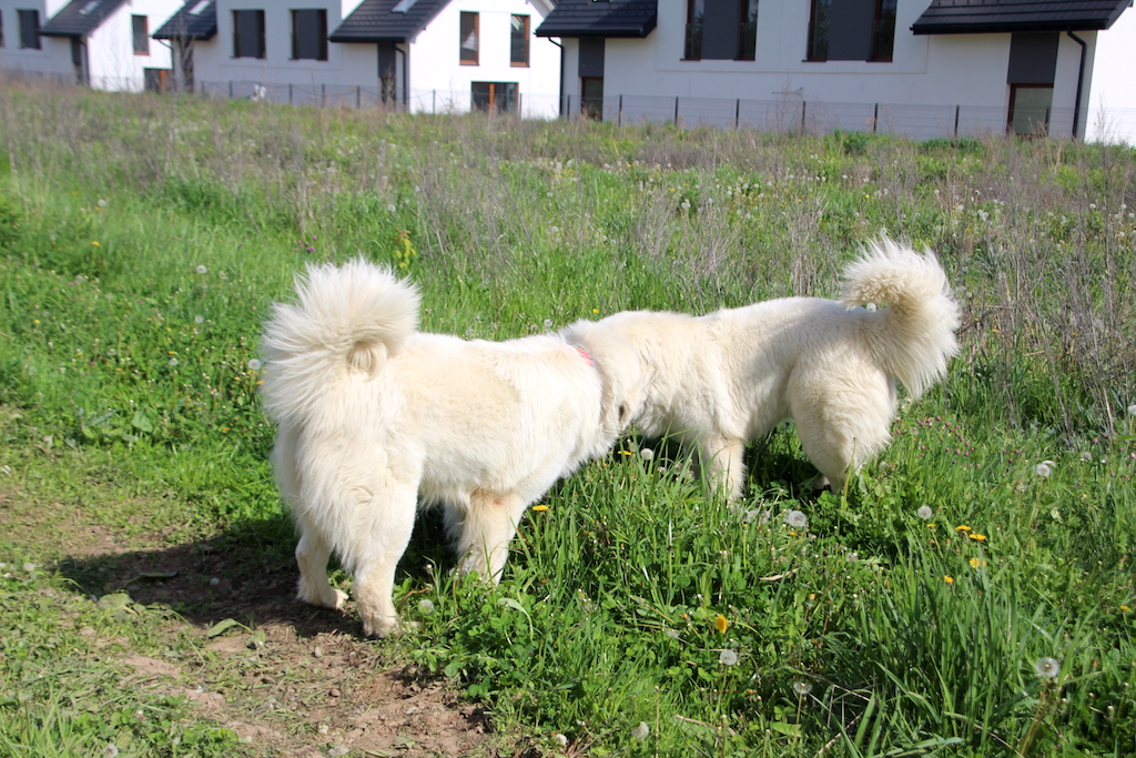 Ku Owcom FCI para owczark&oacute;w podhalańskich