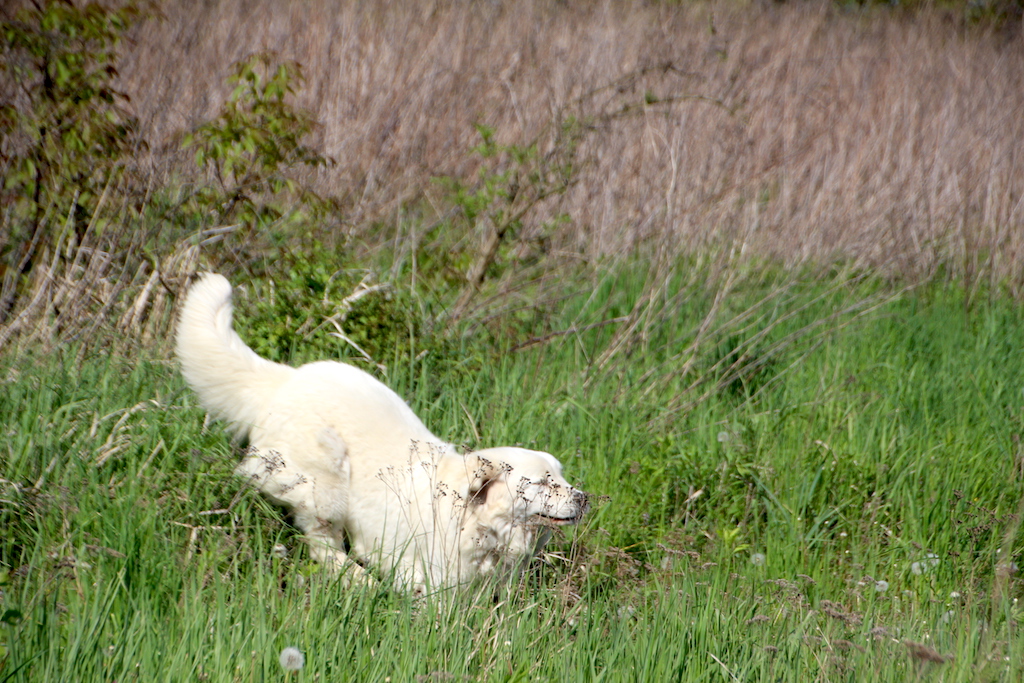 Ku Owcom FCI zdjęcie pies owczarek podhalański skacze