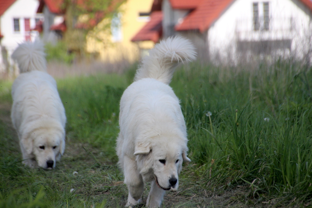 Spirytus Kontekst Ku owcom fci