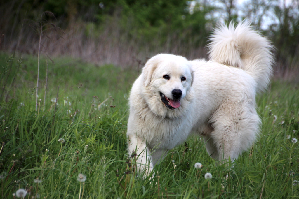 Ku Owcom FCI zdjęcie pies owczarek podhalański