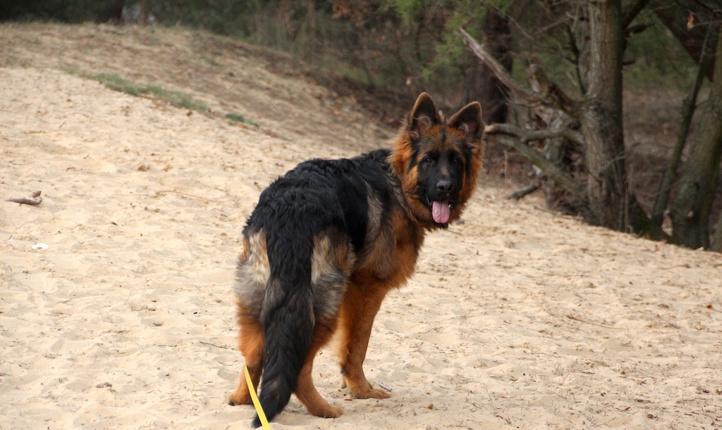 Owczarek niemiecki na spacerze
