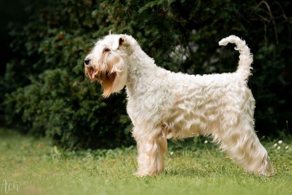 Irish Soft Coated Wheaten Terrier - charakter