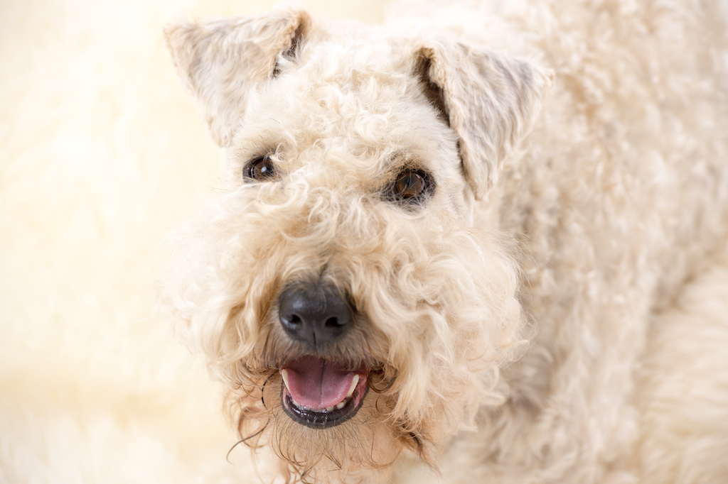 Irish Soft Coated Wheaten Terrier - charakter