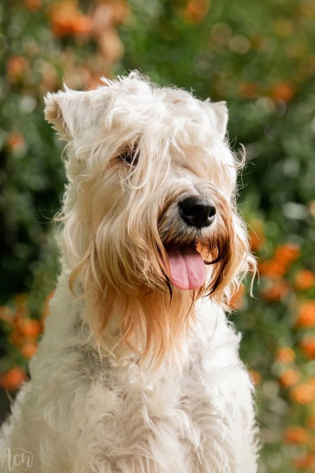 Irish Soft Coated Wheaten Terrier - pielęgnacja