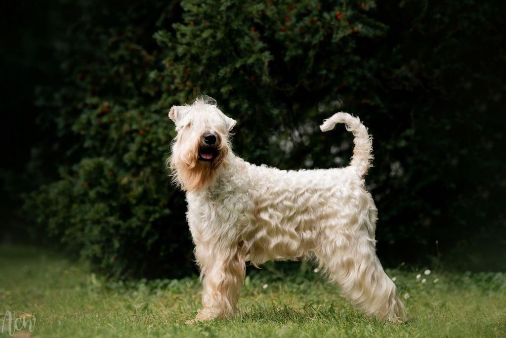 Irish Soft Coated Wheaten Terrier - umaszczenie