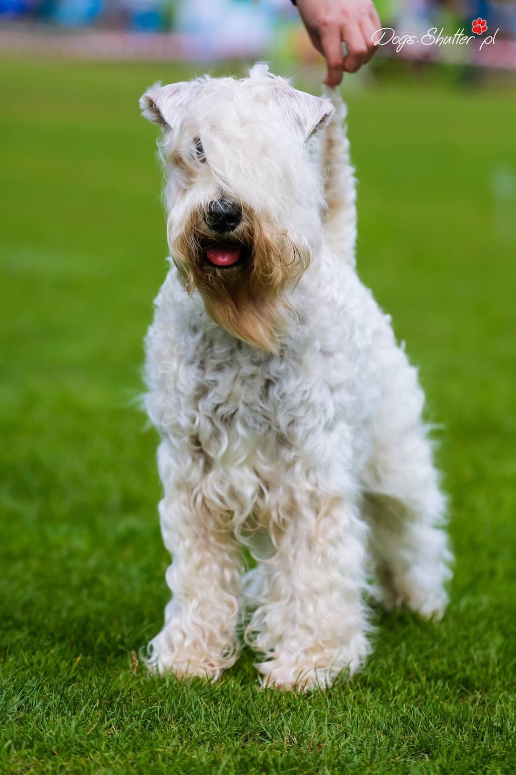 Irish Soft Coated Wheaten Terrier - żywienie