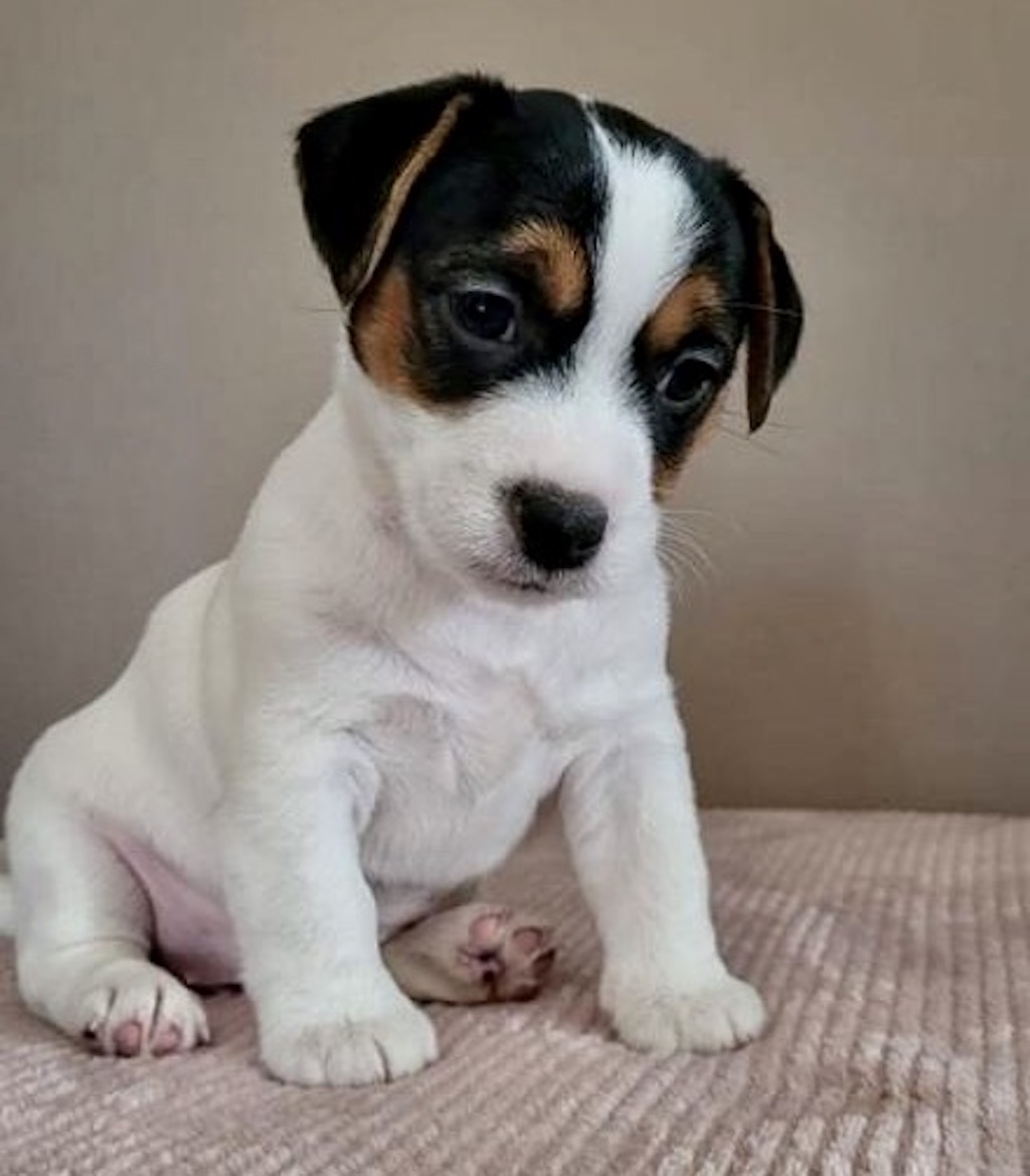 Jack Russell Terrier - dostępne szczenięta