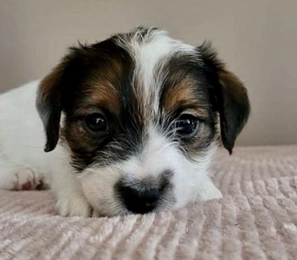 Jack Russell Terrier - hodowla