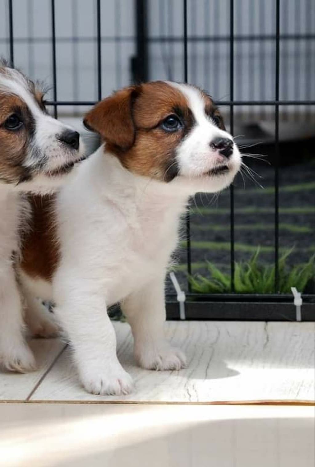 Jack Russell Terrier - szczeniak