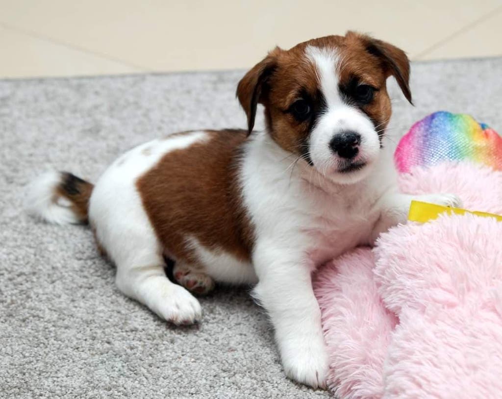 Jack Russell Terrier - szczeniaki