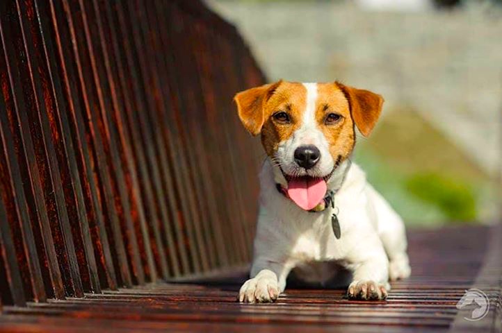 Jack Russell terrier - charakter