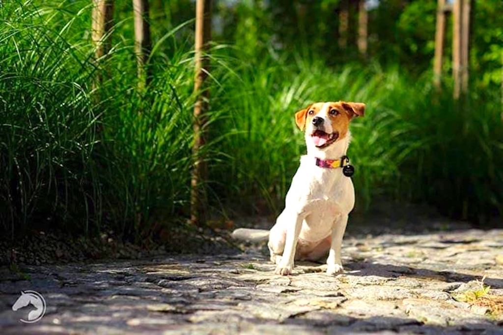 Jack Russell terrier - umaszczenie