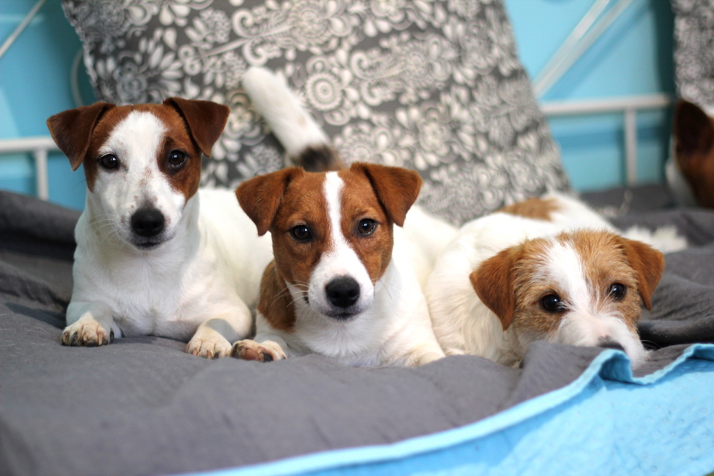 Jack Russell terrier - żywienie