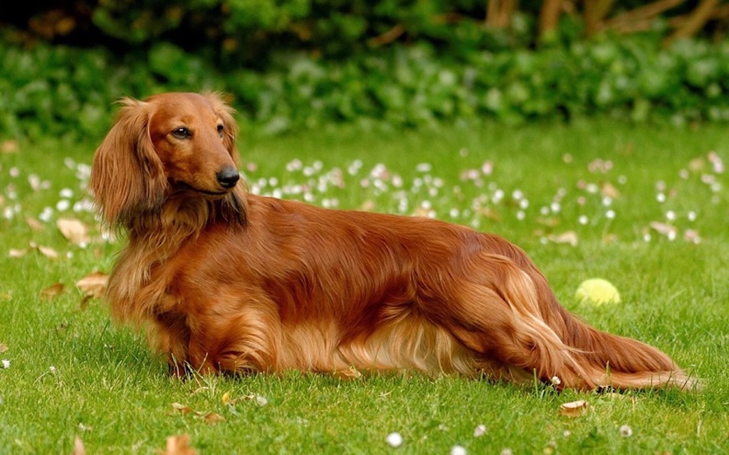 Jamnik długowłosy - pielęgnacja