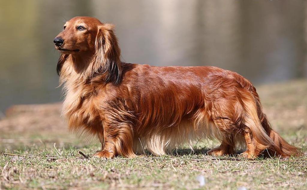 Jamnik długowłosy - żywienie