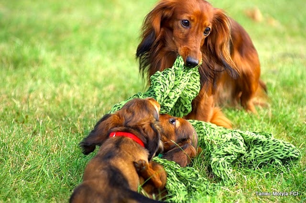 Jamnik króliczy długowłosy - choroby